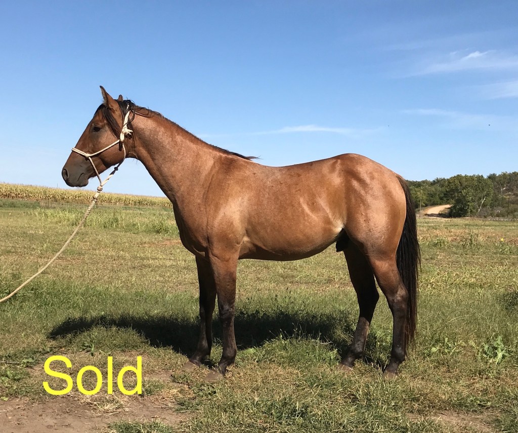 Happy Eddie 6815&nbsp;(Sold)