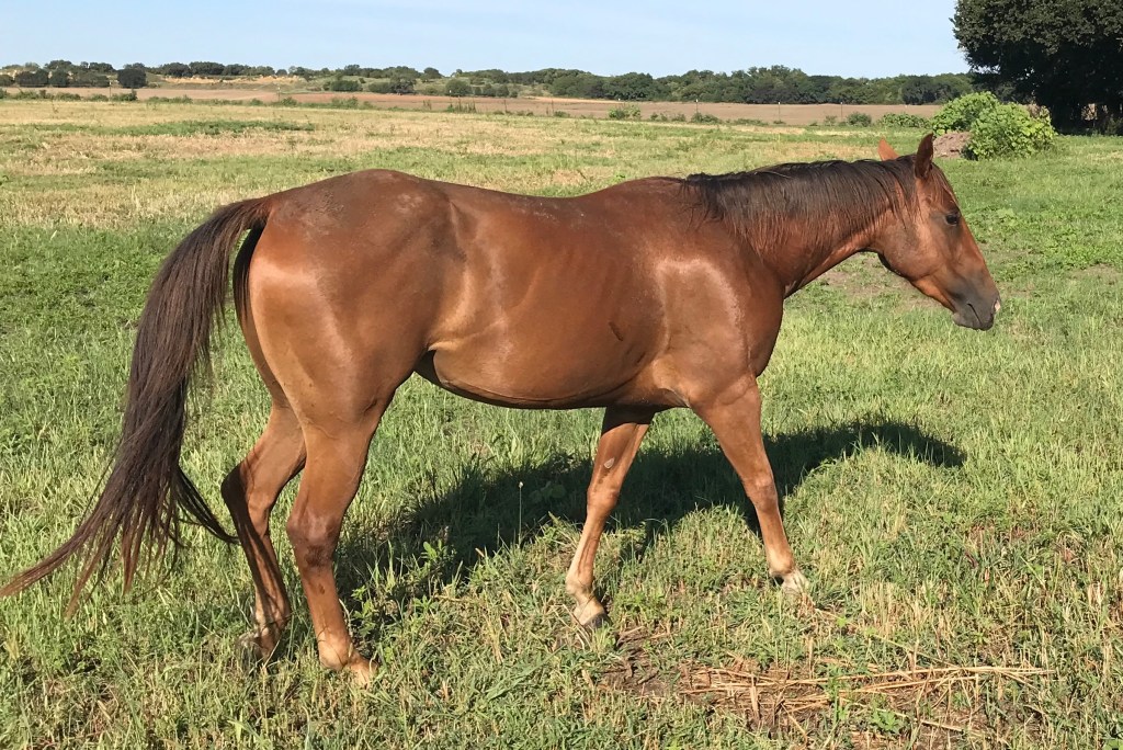 PG Six Bee&nbsp;69420