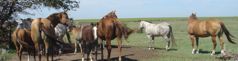 Hunter Quarter Horses