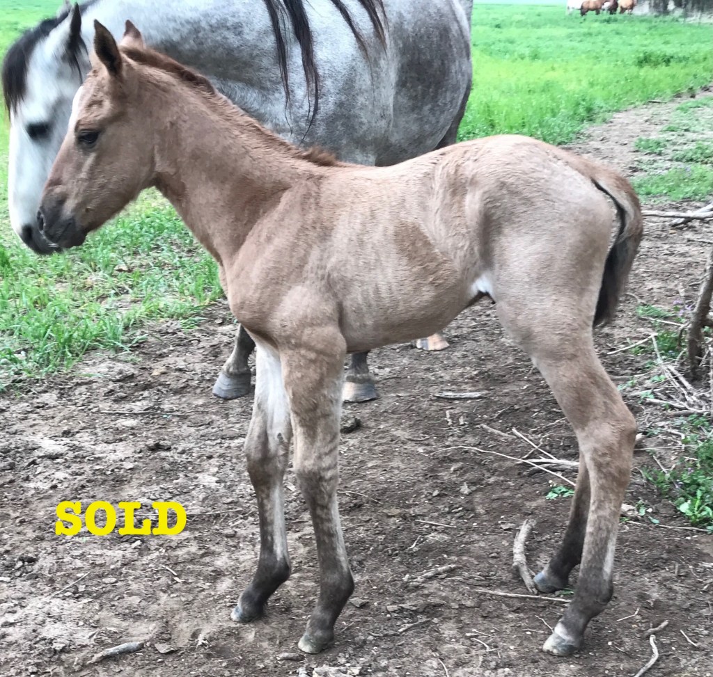 Happy Eddie Sugars 21&nbsp;(Sold)